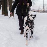 Dog Dalmatian and Woman walking