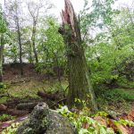 20180515-Storm-Damage-0005