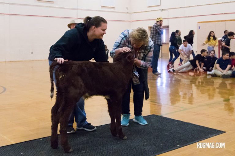 Kiss A Cow fundraiser benefits Animal Rescue League
