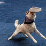 20190323-Pet-Expo-Morgantown-0003