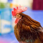 20190323-Pet-Expo-Morgantown-0007