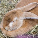 20190323-Pet-Expo-Morgantown-0008