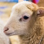 20190323-Pet-Expo-Morgantown-0009