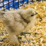 20190323-Pet-Expo-Morgantown-0010