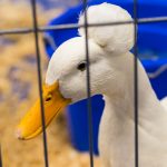 20190323-Pet-Expo-Morgantown-0011