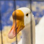 20190323-Pet-Expo-Morgantown-0012