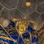 20190323-Pet-Expo-Morgantown-0013