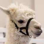 20190323-Pet-Expo-Morgantown-0014