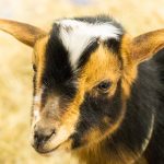 20190323-Pet-Expo-Morgantown-0015