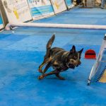 20190323-Pet-Expo-Morgantown-0017