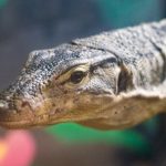 20190323-Pet-Expo-Morgantown-0018