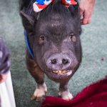 20190323-Pet-Expo-Morgantown-0019