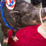 20190323-Pet-Expo-Morgantown-0020