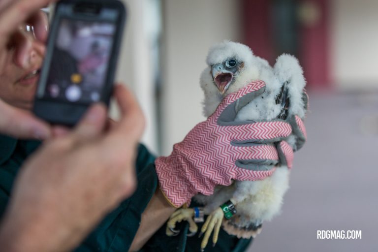 Game Commission Tags Baby Peregrine Falcons on City Rooftop