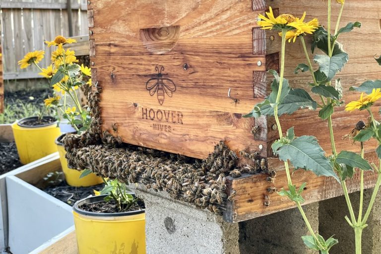 Kenhorst Resident Creates Honeybee Sanctuary in his own Backyard